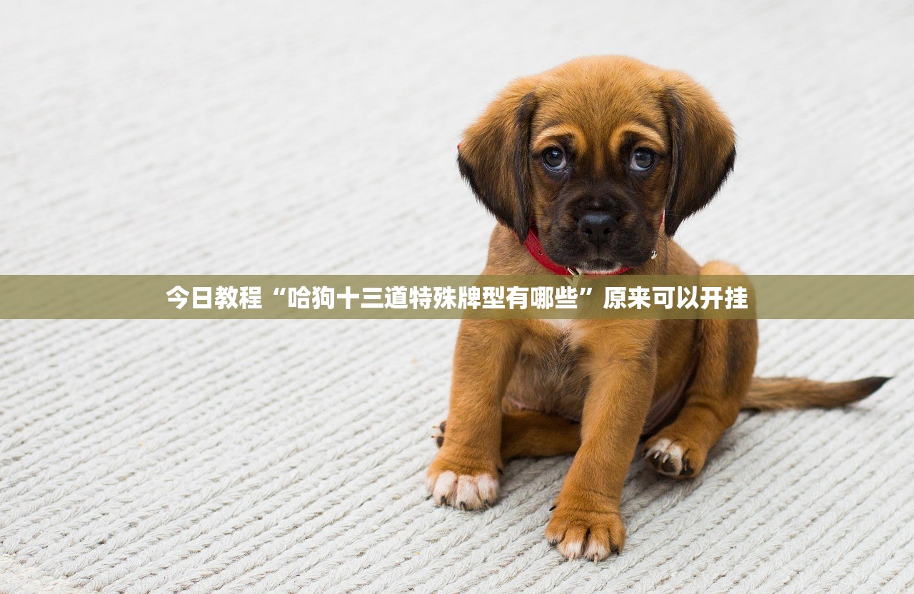 今日教程“哈狗十三道特殊牌型有哪些”原来可以开挂