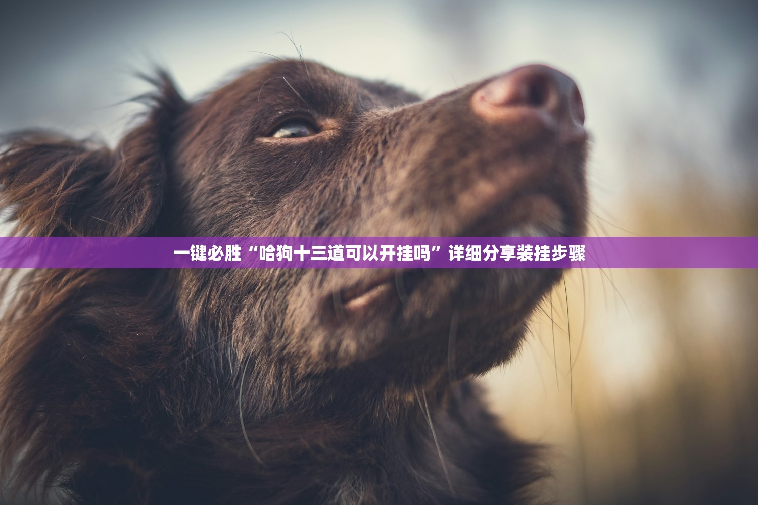 助赢神器“微信十三水怎么开挂”详细开挂教程