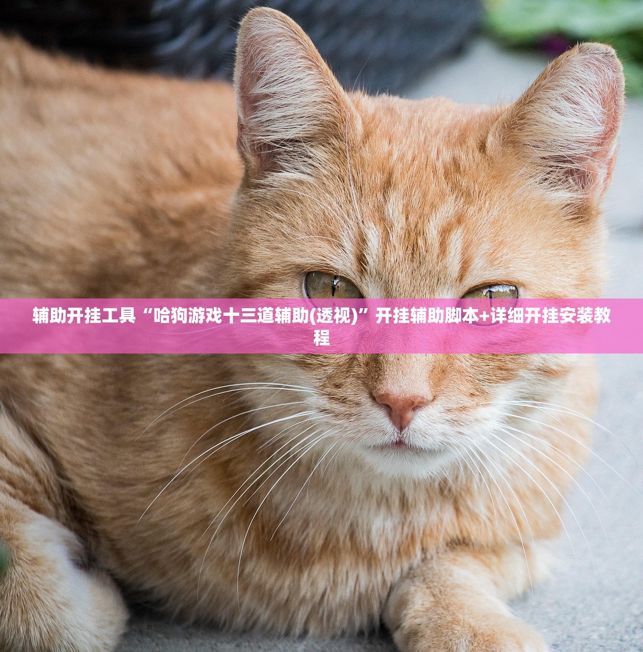 玩家辅助神器：哈狗十三道如何开挂”开挂(透视)最新辅助详细
