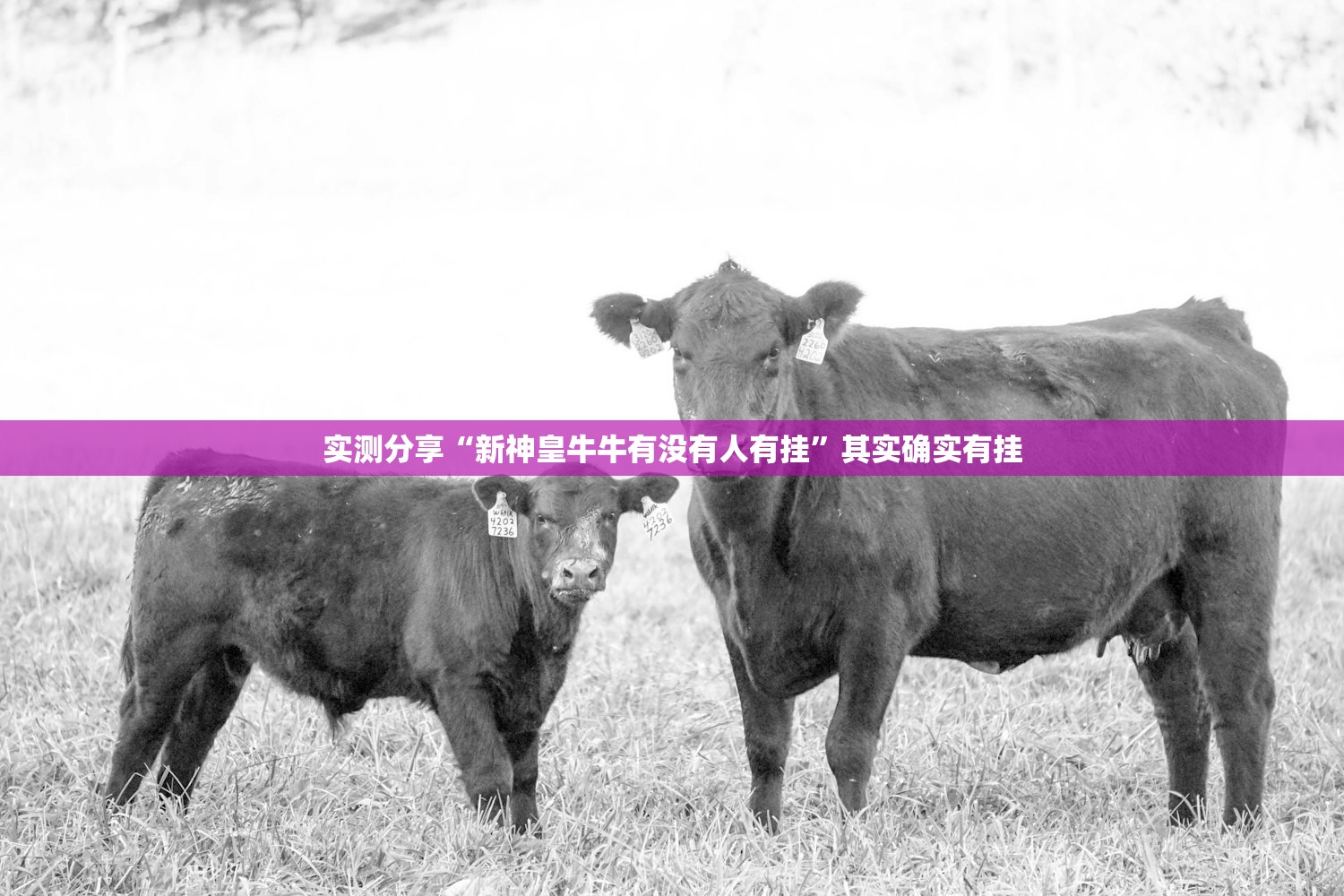 实测分享“新神皇牛牛有没有人有挂”其实确实有挂