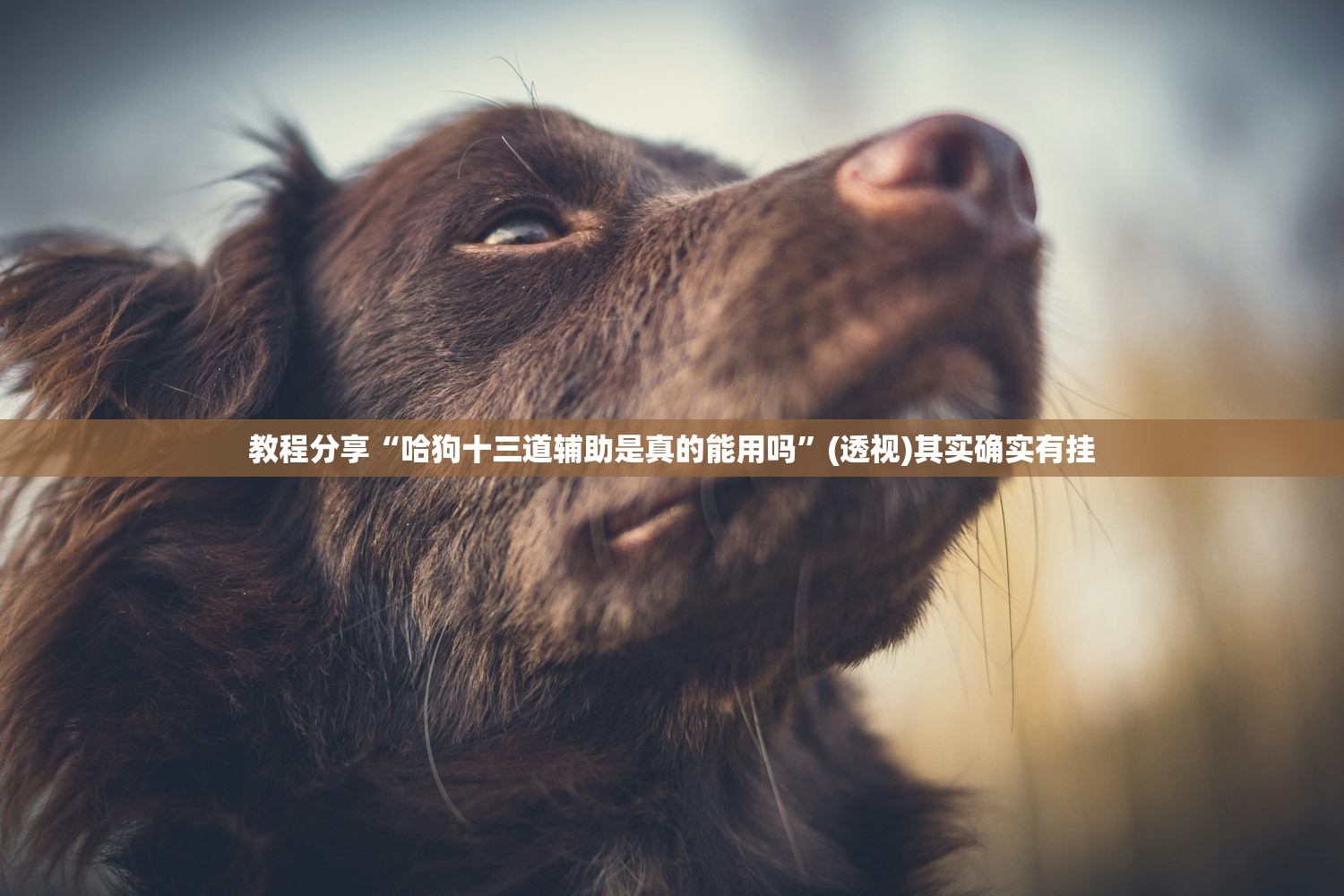教程分享“哈狗十三道辅助是真的能用吗”(透视)其实确实有挂