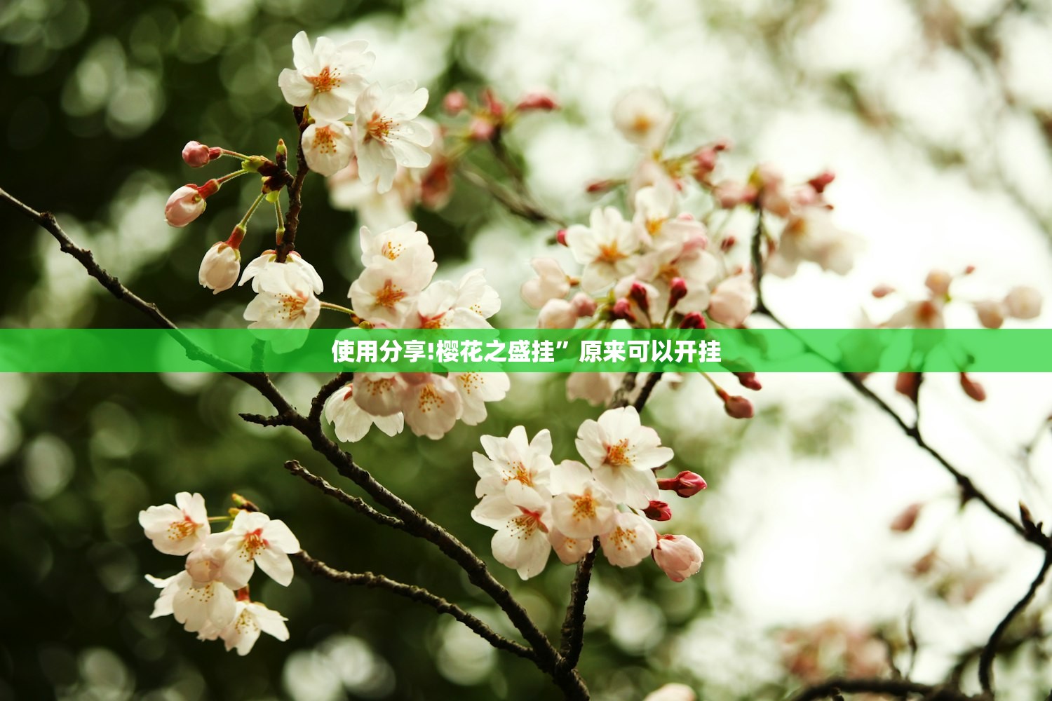 使用分享!樱花之盛挂”原来可以开挂