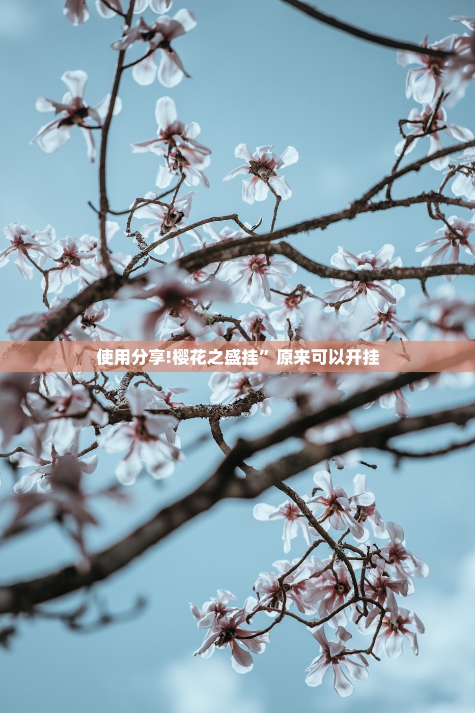 使用分享!樱花之盛挂”原来可以开挂