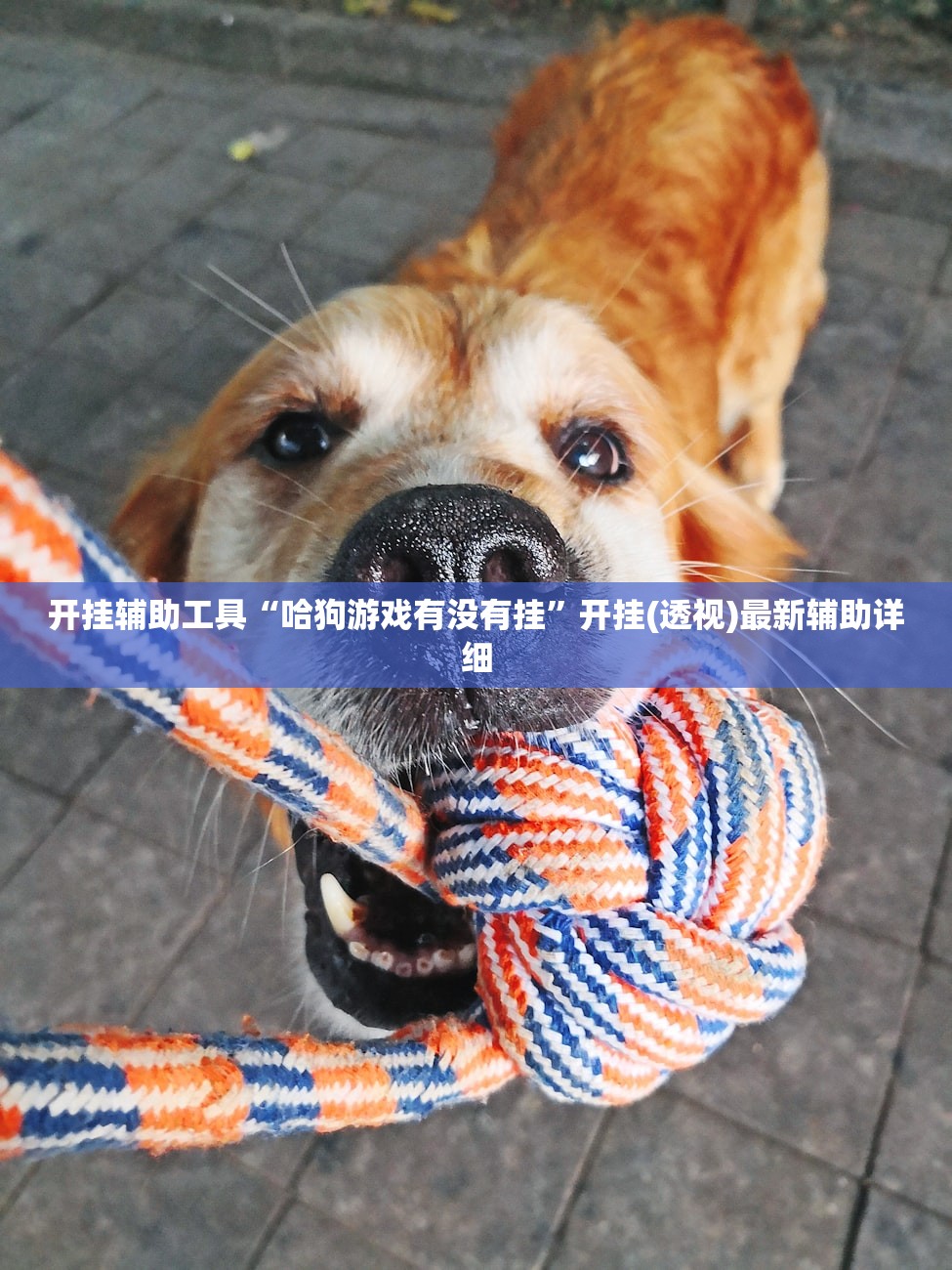 开挂辅助工具“哈狗游戏有没有挂”开挂(透视)最新辅助详细