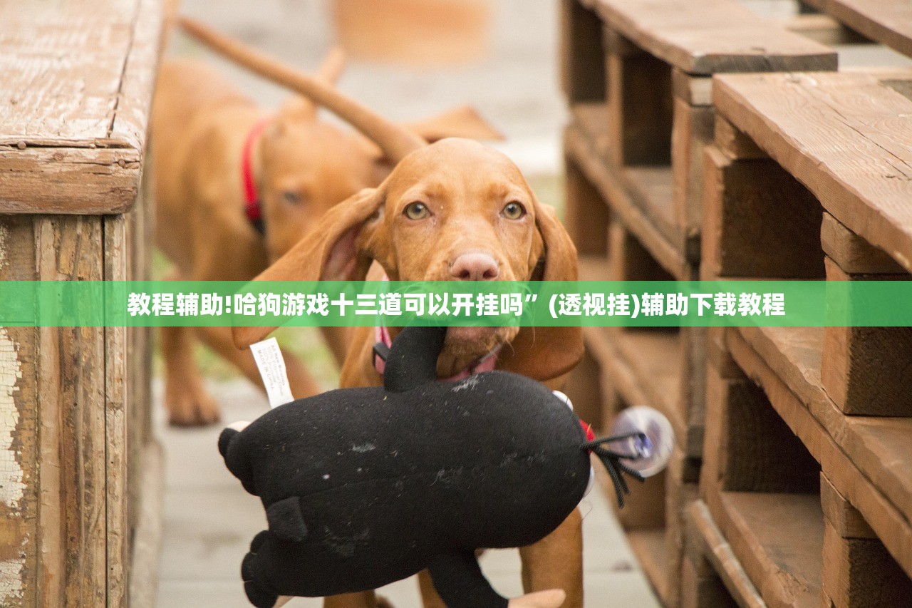 辅助神器“相约麻将十三水开挂教程”开挂(透视)辅助教程