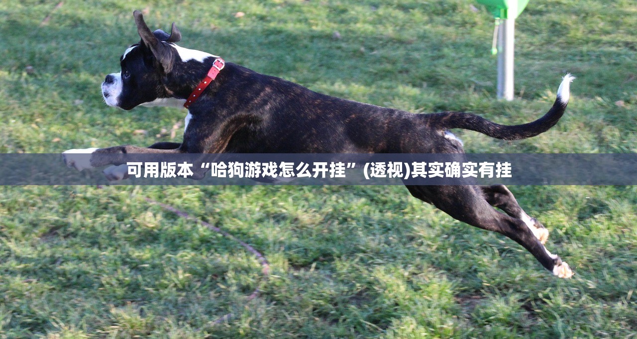 可用版本“哈狗游戏怎么开挂	”(透视)其实确实有挂
