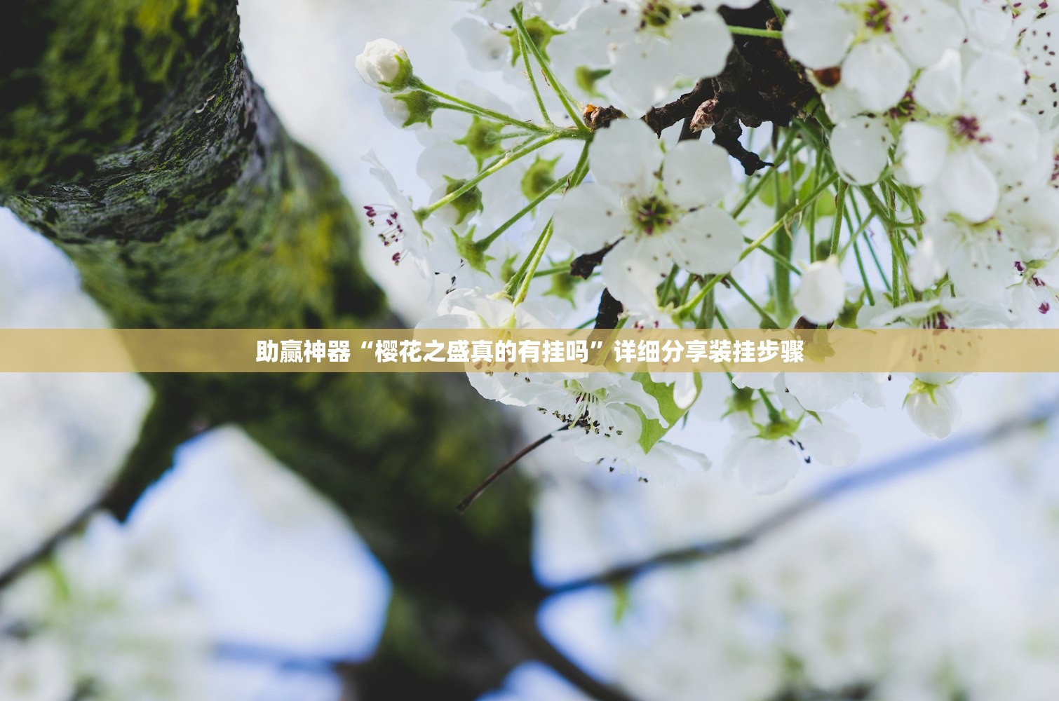 助赢神器“樱花之盛真的有挂吗”详细分享装挂步骤