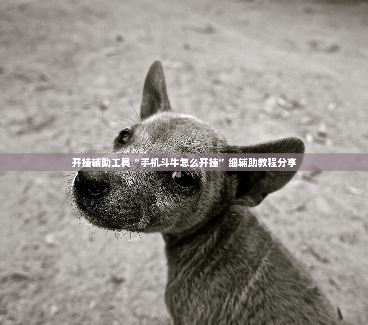 教程分享“博雅竞技有没有挂”细辅助教程分享