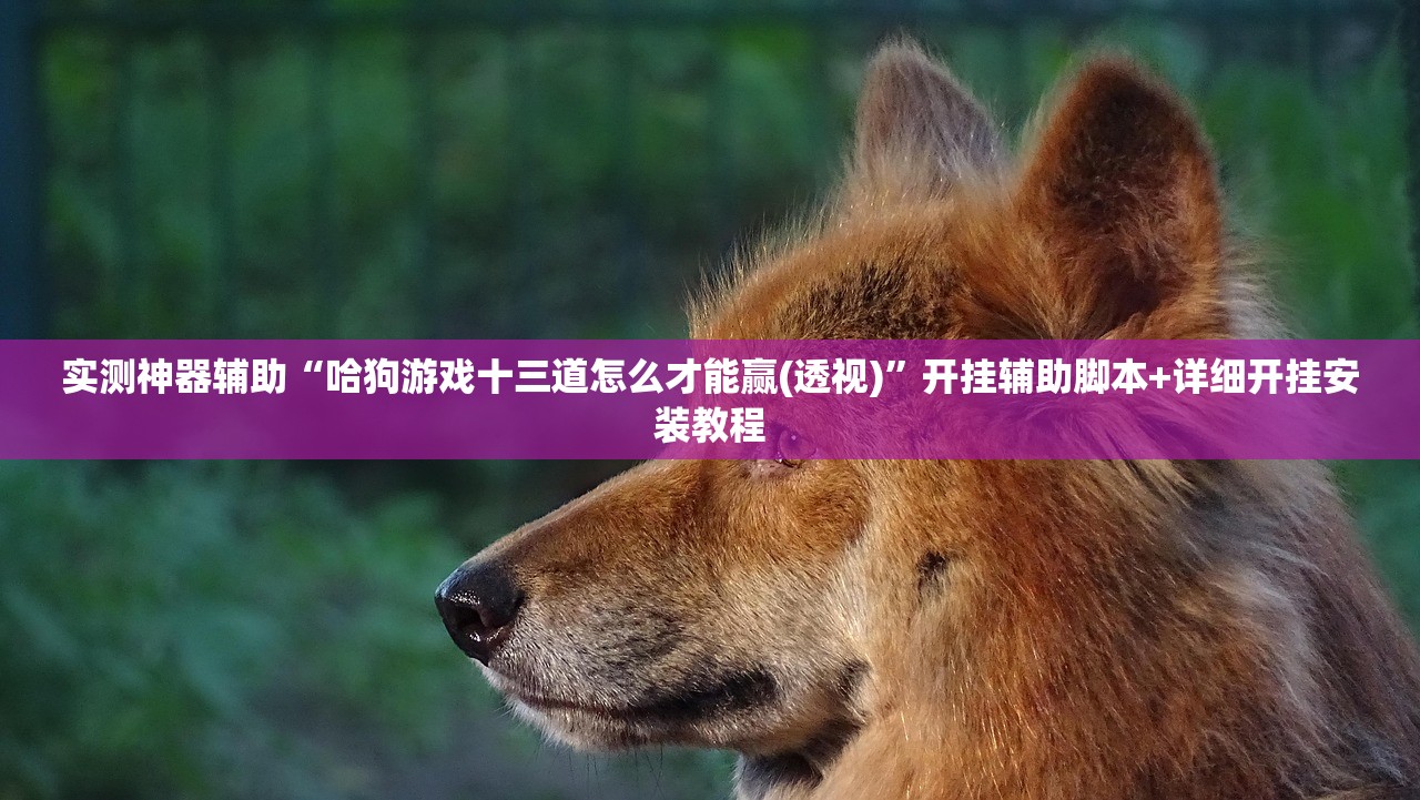 实测神器辅助“哈狗游戏十三道怎么才能赢(透视)	”开挂辅助脚本+详细开挂安装教程