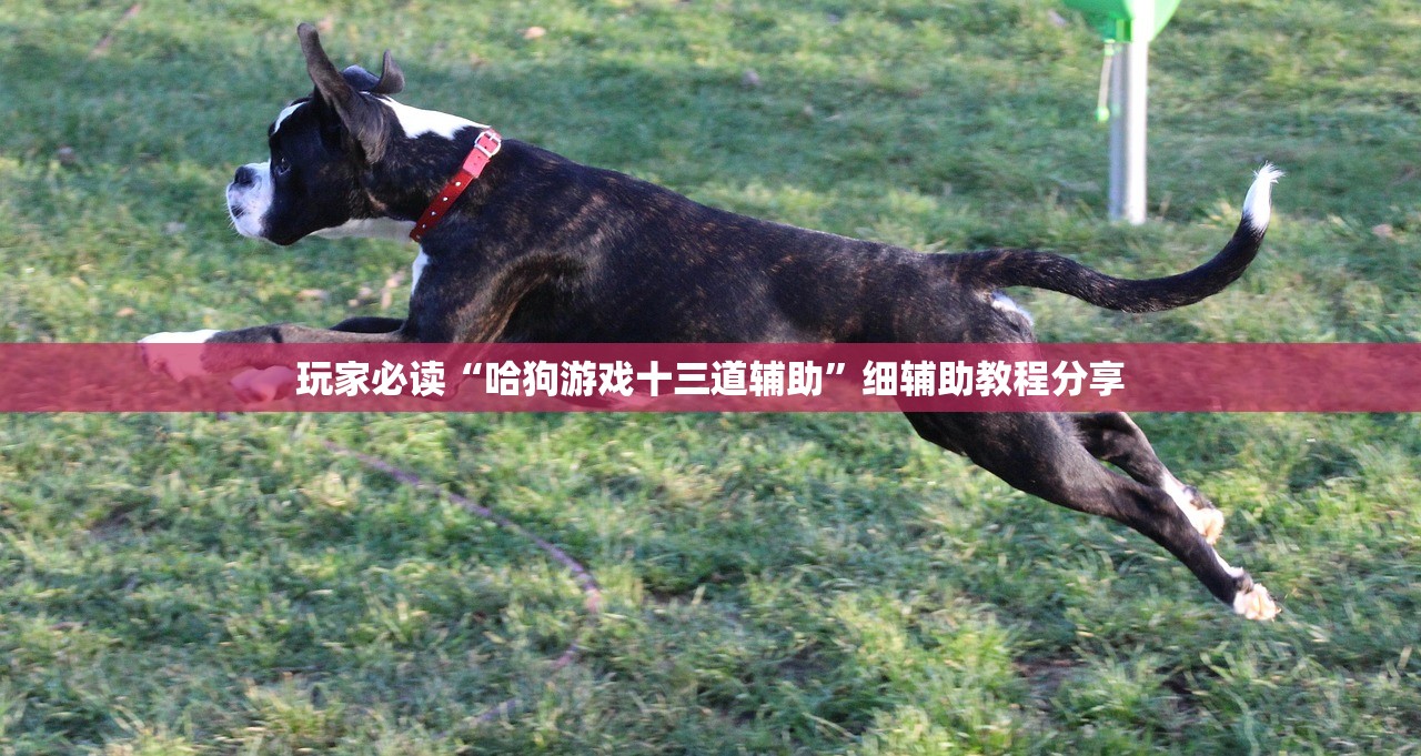玩家必读“哈狗游戏十三道辅助”细辅助教程分享