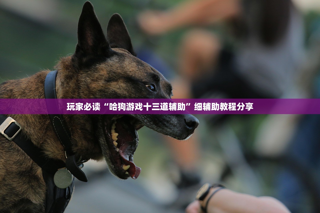 玩家必读“哈狗游戏十三道辅助	”细辅助教程分享