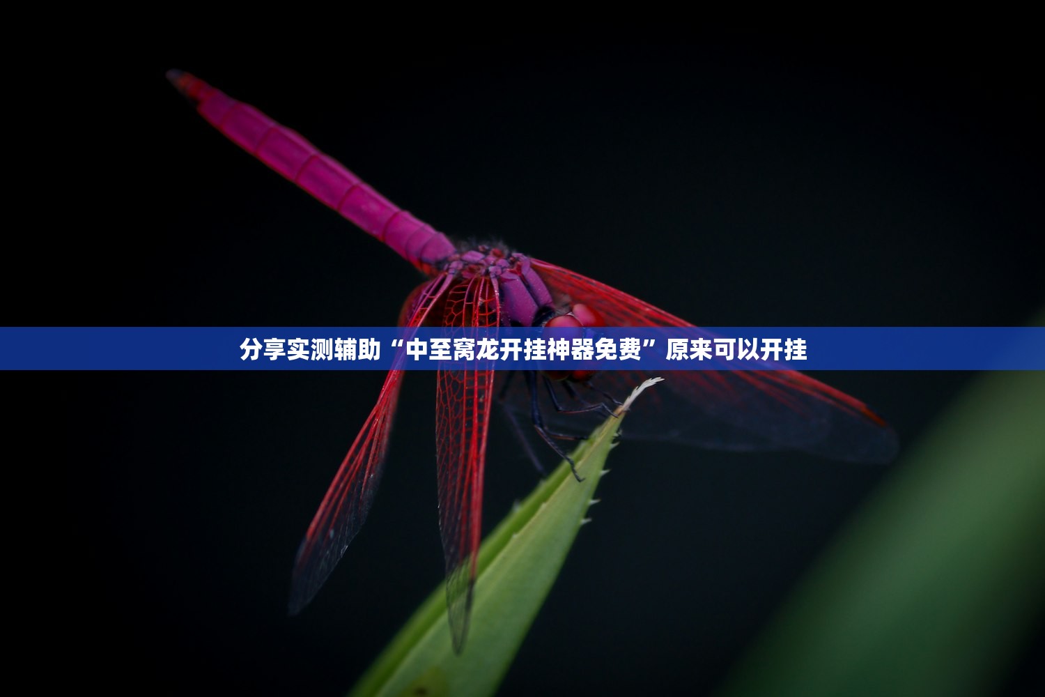教程辅助!“雀友茶苑外卦辅助软件下载”其实确实有挂