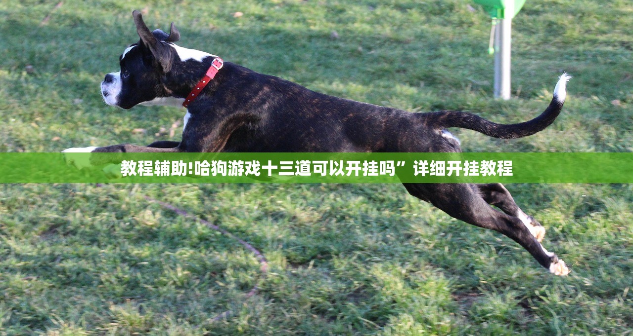 教程辅助!哈狗游戏十三道可以开挂吗	”详细开挂教程